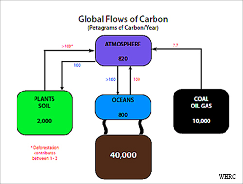 Carbon Flows